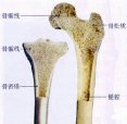 茄子视频官网APP下载茄子视频儀檢查超聲茄子视频官网APP下载茄子视频的重要性是骨質量重要標誌